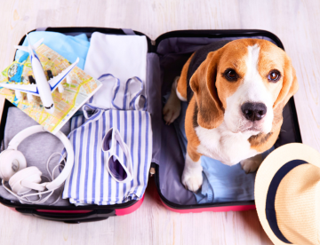 Dicas para viajar com o seu pet