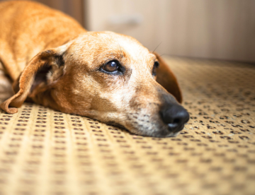 O que as as cores do vômito do seu cachorro podem representar