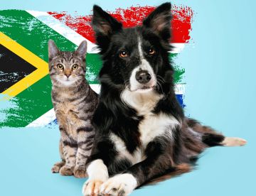 Como viajar com cachorro e gato para a África do Sul? Entenda as regras!