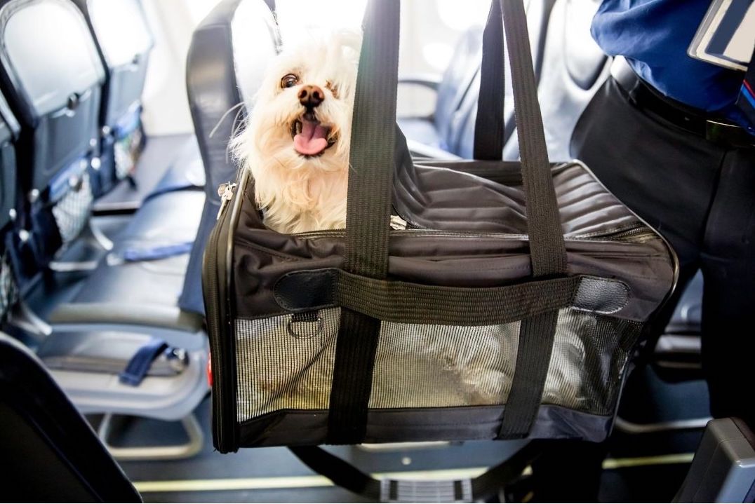 Guia completo de como viajar de avião com seu cachorro