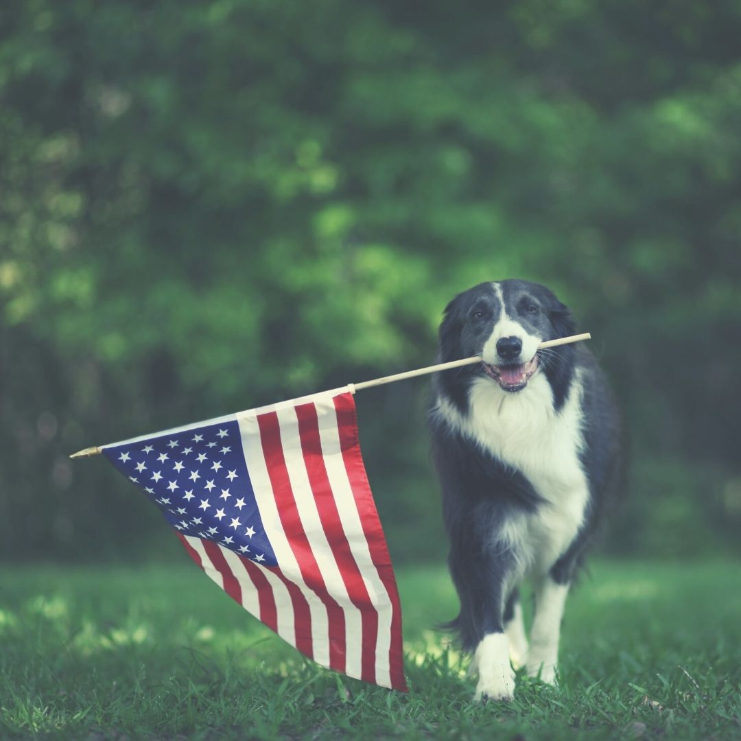 what is needed to bring a dog into the us
