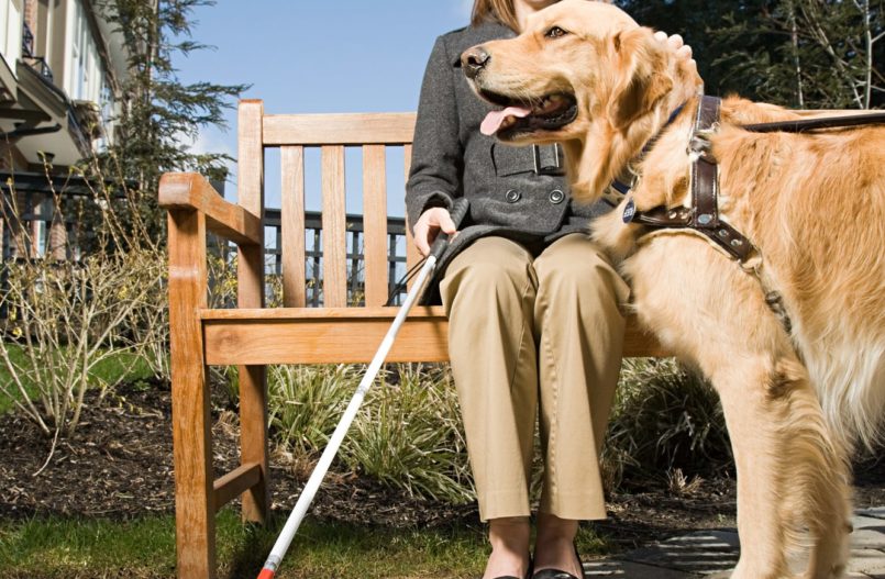 Cão Guia Tudo O Que Você Precisa Saber Sobre Ele 7931