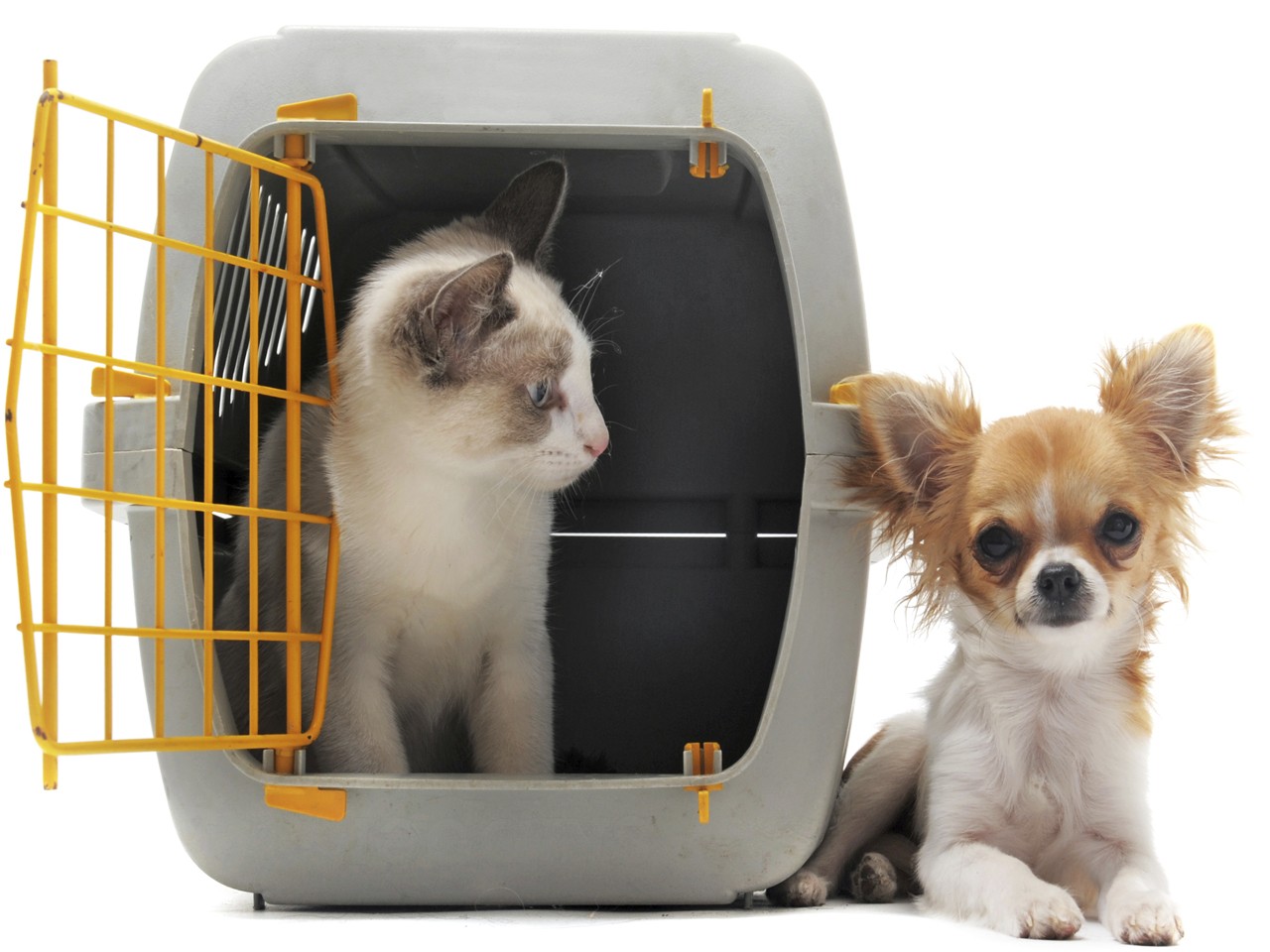 Como Viajar Com Animal Para O Canad Tudo O Que Voc Precisa Saber