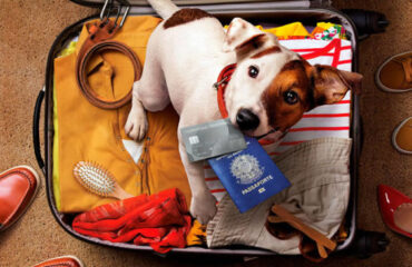 Viajar com cachorro para o México capa